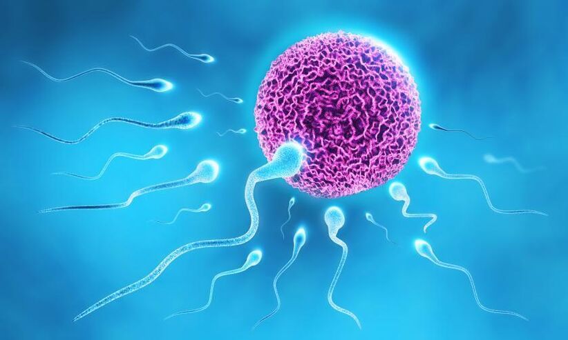spermatozoīdi smērvielas sastāvā vīriešiem