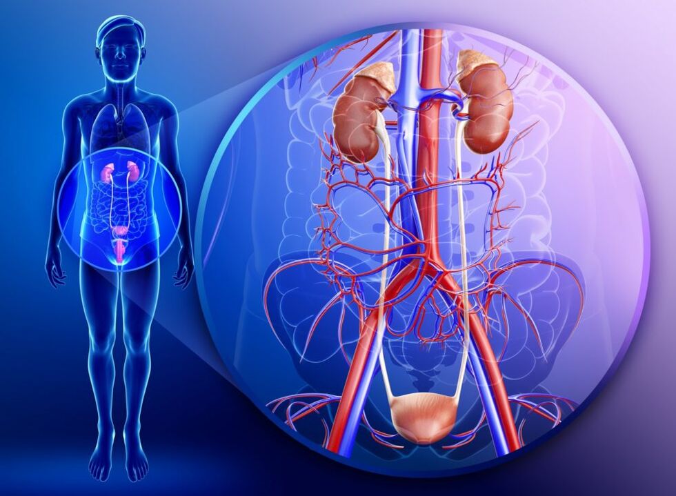Ar uroģenitālās sistēmas orgānu iekaisumu ārstēšana ar ingveru ir aizliegta. 